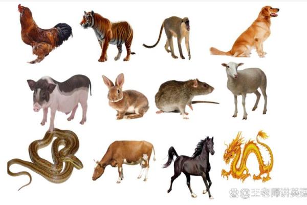 揭秘十二生肖:哪些命运短暂,原因何在? 揭秘十二生肖:哪些命运短暂,原因何在?