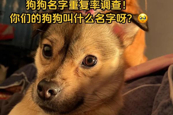 狗狗最好的命是什么？探讨狗狗幸福生活的奥秘！