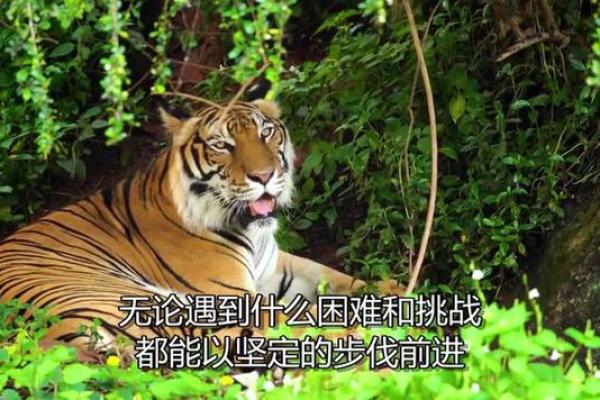 属虎人的命运解析：如何发挥虎年的优势与潜能