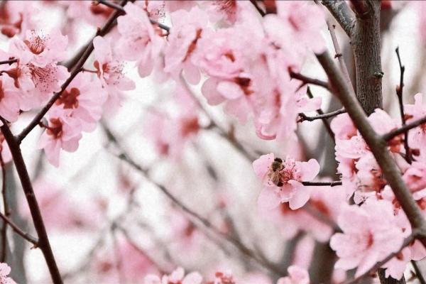 没有桃花的人是什么命?揭示命运背后的秘密! 没有桃花的人是什么命?揭示命运背后的秘密!