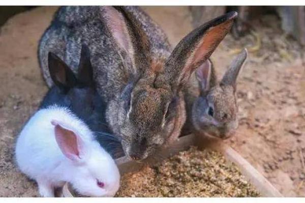 兔子的命运:为何这些可爱的小生灵如此多灾多难? 兔子的命运:为何这些可爱的小生灵如此多灾多难?