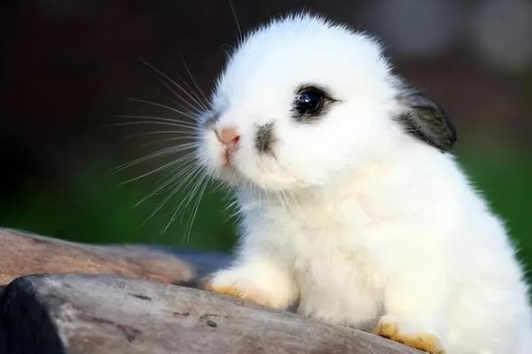 兔子的命运:为何这些可爱的小生灵如此多灾多难? 兔子的命运:为何这些可爱的小生灵如此多灾多难?