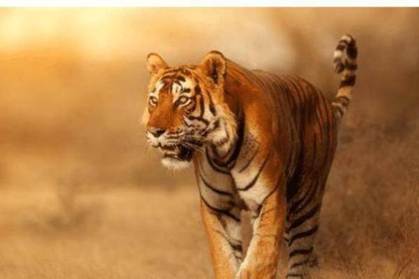 1974年虎男的命运与人生:如何抓住机遇与挑战 1974年虎男的命运与人生:如何抓住机遇与挑战