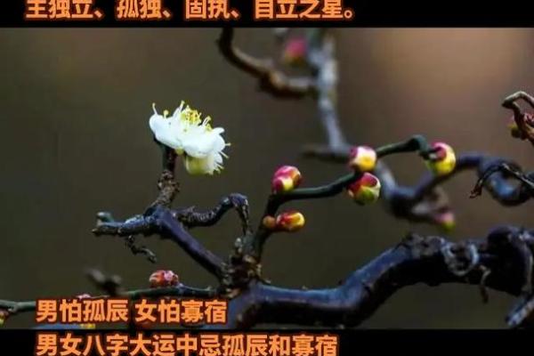 杨柳木命:职业选择的忌讳与建议 杨柳木命:职业选择的忌讳与建议