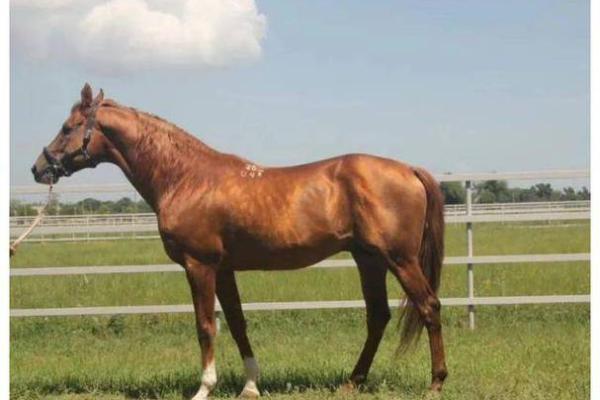 辛巳命格：品味生活中的智慧与挑战