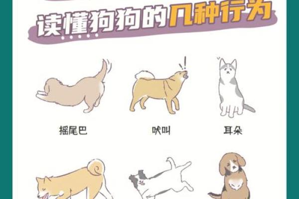 94狗年出生的女人命运解析与人生启示