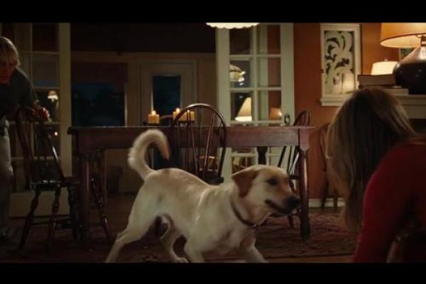 51岁狗命的秘密：走进狗狗命理与人生智慧的奇妙之旅