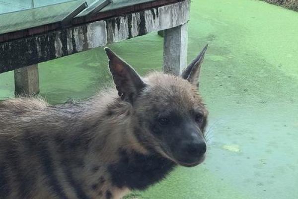 51岁狗命的秘密：走进狗狗命理与人生智慧的奇妙之旅