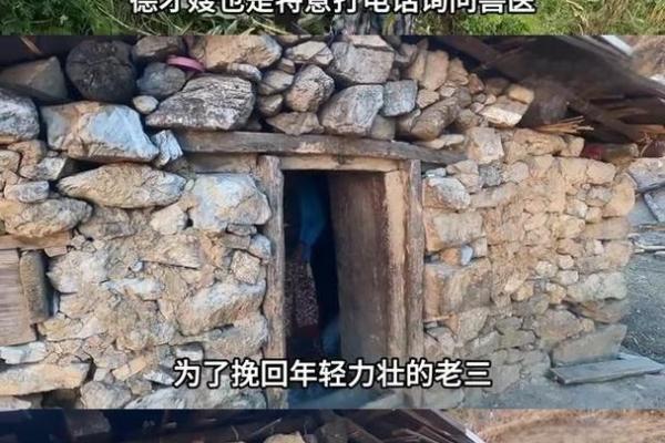 兽医行业的命运:关爱生命的职责与挑战 兽医行业的命运:关爱生命的职责与挑战