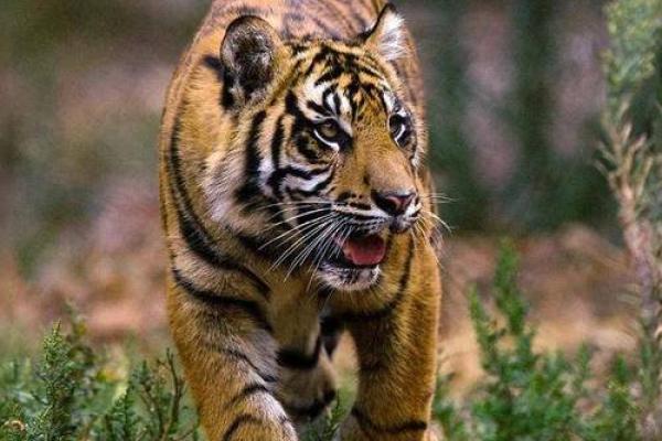 2000年属虎人命运解析：揭示他们的人生特点与优势