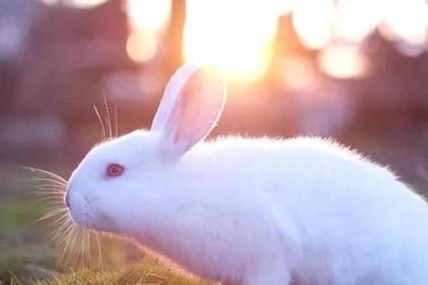 1999年出生的云中兔命:命理揭秘与人生指导 1999年出生的云中兔命:命理揭秘与人生指导