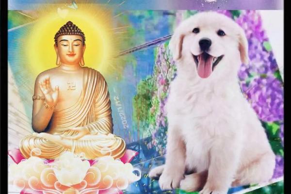 94属狗的人命运解析:忠诚与责任的生命旅程 94属狗的人命运解析:忠诚与责任的生命旅程