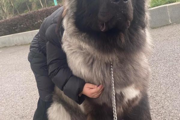 属狗运势解析:命理缺什么,如何才能更好运? 属狗运势解析:命理缺什么,如何才能更好运?