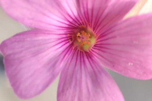 甲子生人命格解析:你的命由谁掌控? 甲子生人命格解析:你的命由谁掌控?