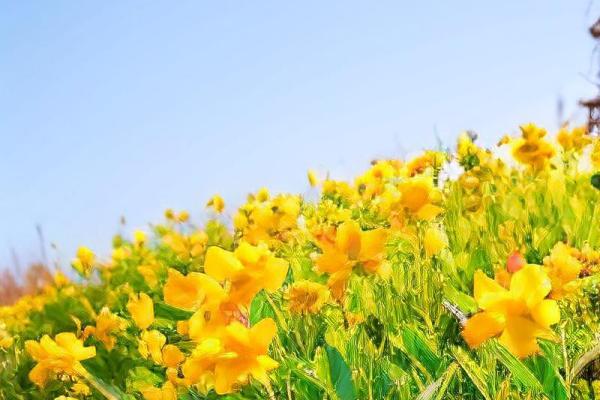 炉中火命适合什么壁纸？选对壁纸提升家居风水！