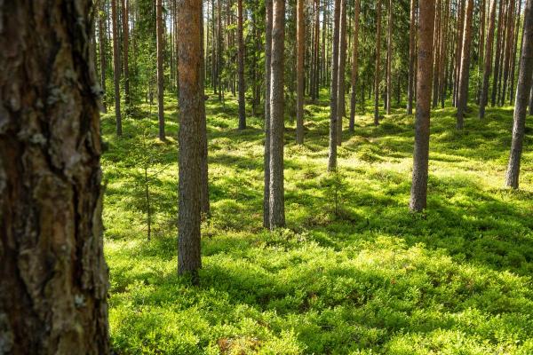 探秘己巳大林木的命运与性格特征 探秘己巳大林木的命运与性格特征
