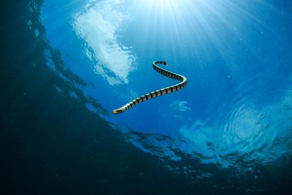 探索大林木命的神秘特征与生存智慧