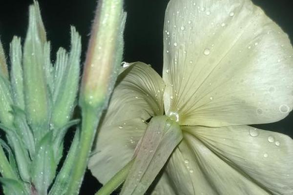 亥猪命：2023年运势与人生轨迹的奇妙解析