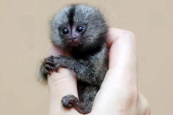 食斋野样:带你探索两栖动物的生态奇观与人类的关联 食斋野样:带你探索两栖动物的生态奇观与人类的关联