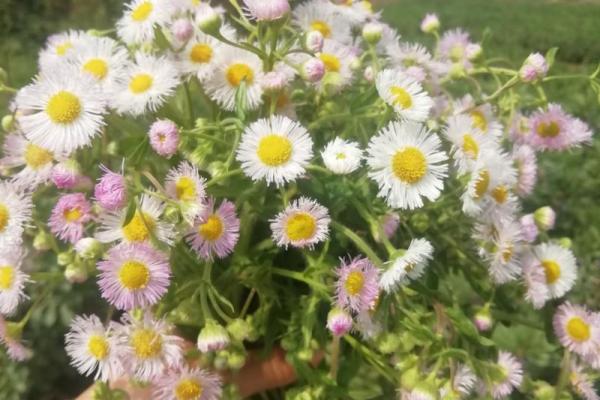 捡到一条命:揭示生命重启的五味杂陈体验 捡到一条命:揭示生命重启的五味杂陈体验