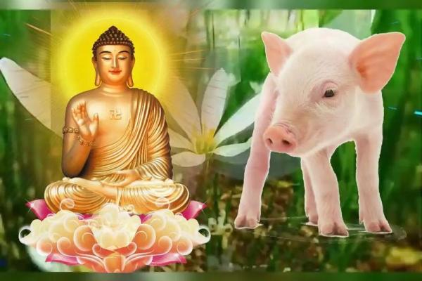 10月属猪人的命运解析：富贵与智慧的交织人生