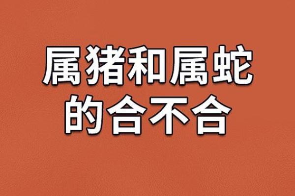 2023年属猪人的命运解析:从五行看属猪的命格与运势 2023年属猪人的命运解析:从五行看属猪的命格与运势