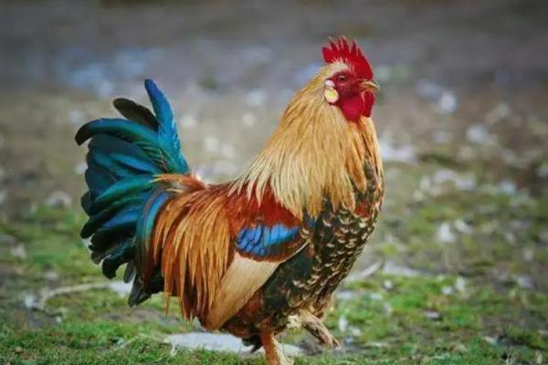 62岁属鸡人命运解析:智慧与荣耀的结合之路 62岁属鸡人命运解析:智慧与荣耀的结合之路