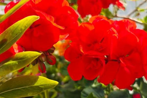 火命人士适合养哪些动物，这些选择让你火旺更盛！