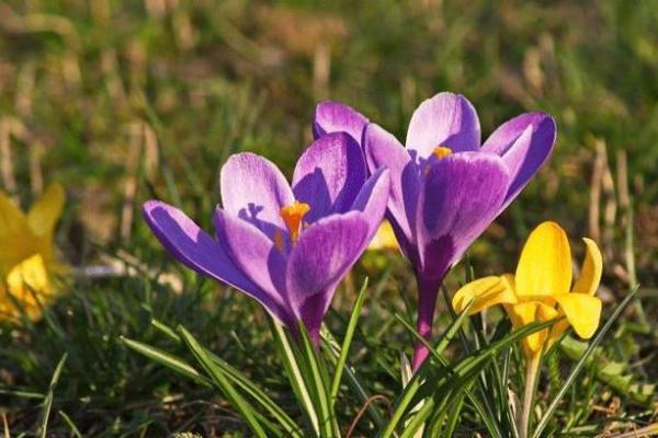 深入探讨1977年命运之旅:从生肖与你的缘分说起 深入探讨1977年命运之旅:从生肖与你的缘分说起