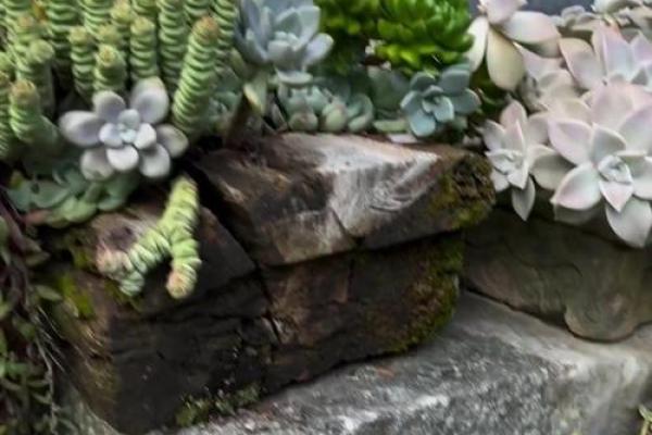 探寻宁静的命理属相：她的性格与天赋一窥究竟