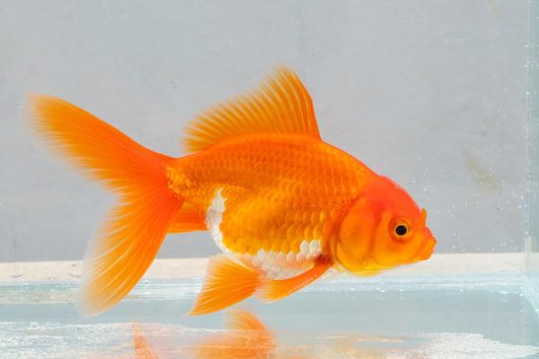 适合土命人的宠物推荐：小狗、小兔子与金鱼的生活智慧