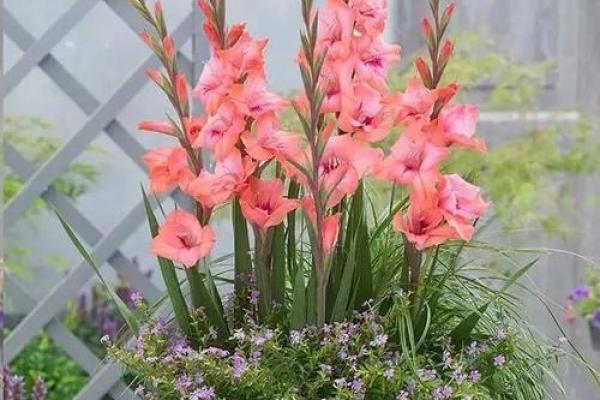 溪水命的福音:适合养植的花卉推荐指南 溪水命的福音:适合养植的花卉推荐指南