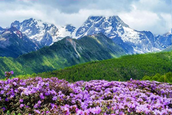 杜鹃鸣叫，春意盎然：探寻杜鹃命的深刻寓意与象征