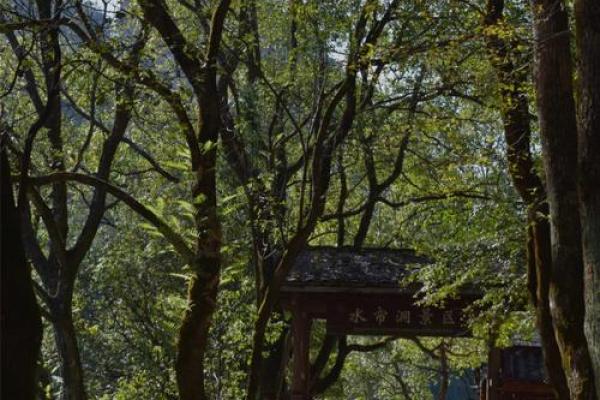 草木之人的命:在自然与生命中寻求灵魂的归宿 草木之人的命:在自然与生命中寻求灵魂的归宿