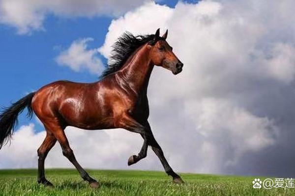 属马1966年出生的人命运解析与人生指导