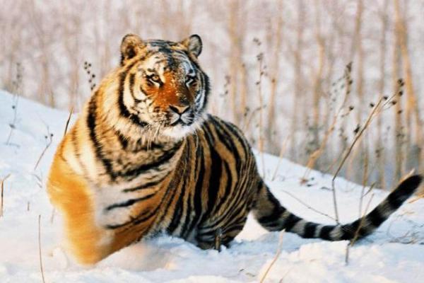 1986年是什么虎命？揭开其背后的神秘面纱！