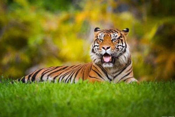 1986年是什么虎命？揭开其背后的神秘面纱！