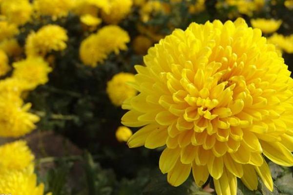 火命人种植什么?让植物带来好运与活力! 火命人种植什么?让植物带来好运与活力!