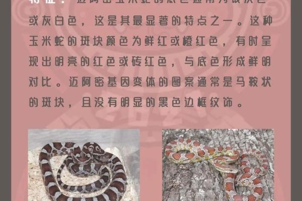 1995年出生的蛇命：神秘与智慧的结合，探寻命理中的奥秘与人生道路