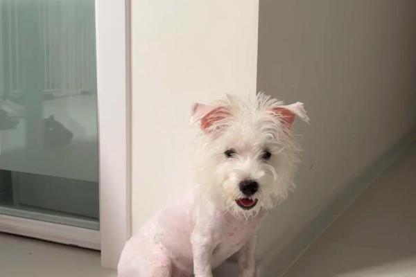 命运与宠物：哪些命格的人不适合养宠物？