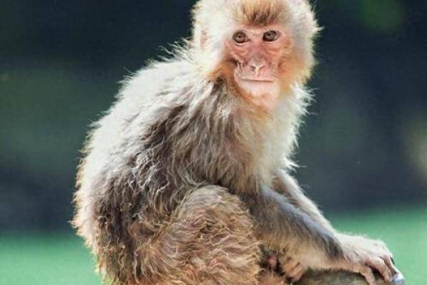 1997年农历生肖与命理:探寻你的命运之路 1997年农历生肖与命理:探寻你的命运之路