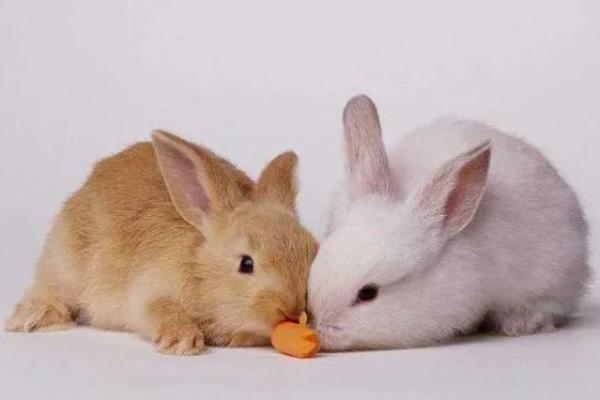 1975年属兔命:优雅与智慧的完美结合 1975年属兔命:优雅与智慧的完美结合