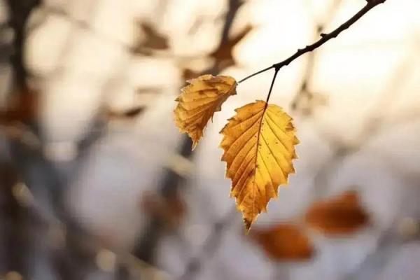 丁巳年生人的命理解析:五行属性与人生轨迹的深刻影响 丁巳年生人的命理解析:五行属性与人生轨迹的深刻影响