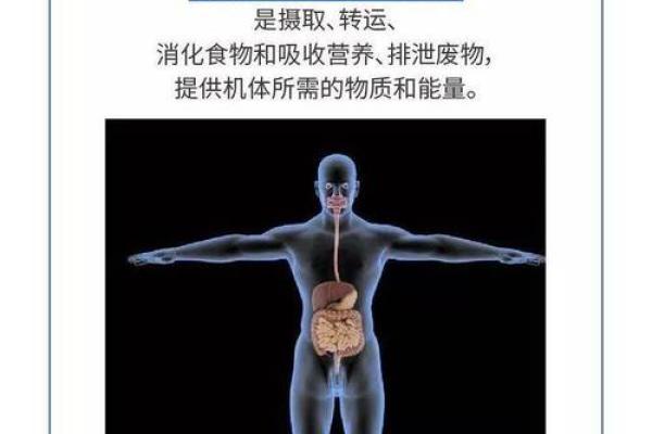 为什么劳累命反而长寿:探索勤劳与健康的奥秘 为什么劳累命反而长寿:探索勤劳与健康的奥秘