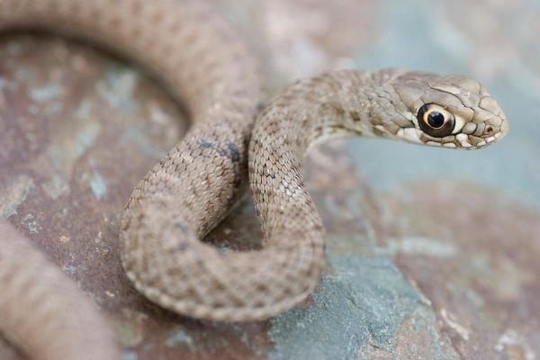 1801年属蛇命运解析:命理与人生的奇妙交织 1801年属蛇命运解析:命理与人生的奇妙交织