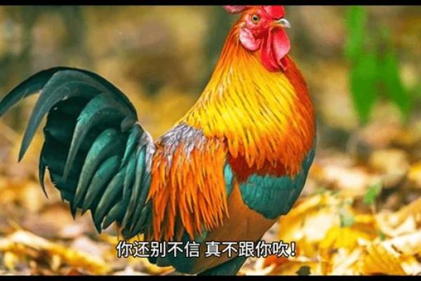 属鸡10月出生的人命理解析：如何把握运势与人生轨迹？