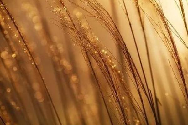 1995年土命详解：探索土元素在人生中的深刻影响