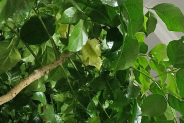 命不久矣，倾听生命的最后呼唤与珍惜每一刻