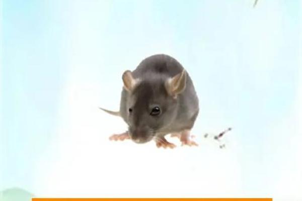 35岁属鼠男命运解析:开启人生新的篇章! 35岁属鼠男命运解析:开启人生新的篇章!