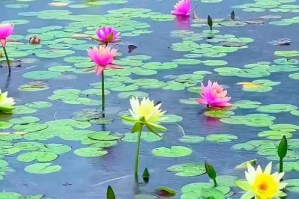 1949年属狗之命:踏实而富有魅力的人生旅程 1949年属狗之命:踏实而富有魅力的人生旅程